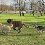 Moim zdaniem: Dlaczego biegacze nie lubią psów
