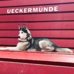 Pomysł na spacer, czyli Ueckermünde z psem