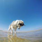 Czy pies może się utopić, czyli 7 zasad bezpiecznego wypoczynku nad wodą
